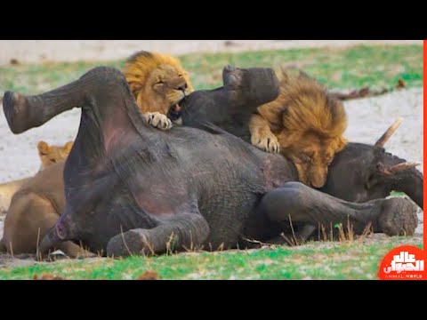 فيديو: هل يستطيع كبرياء الأسود أن يأكل فيل