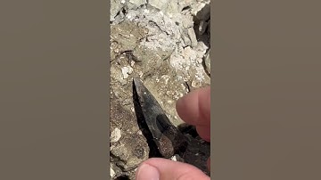 Florida Shark tooth found fossil hunting! 🦈🦷 #shorts