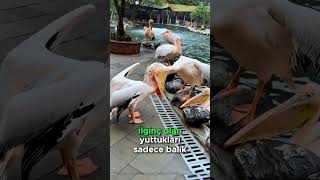 Bu Sevimli Kuş Aslında Uçan Bir Yamyam! Pelikan Her Şeyi Yutuyor.