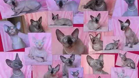 Video 1213961: canadian sphynx cattery, canadian sphynx kitten