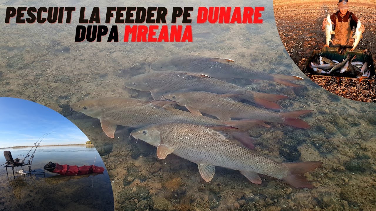 Pescuit la Feeder pe Dunare Dupa Mreana: Cea mai buna partida de pescuit la mreana!