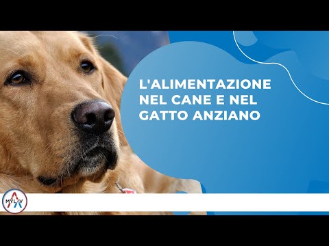 Video: Salute Delle Articolazioni In Cani E Gatti Anziani