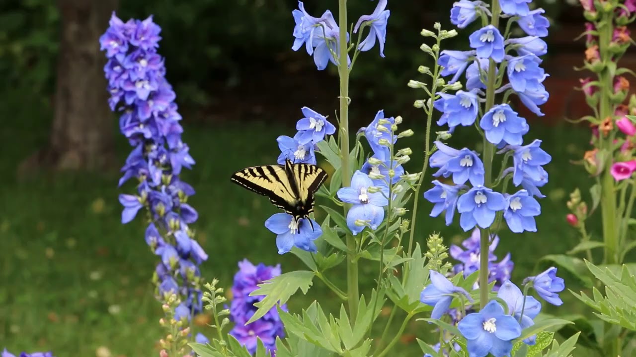 金鳳蝶swallowtail Butterfly探訪飛燕草delphinium和金蓮花nasturtium Youtube