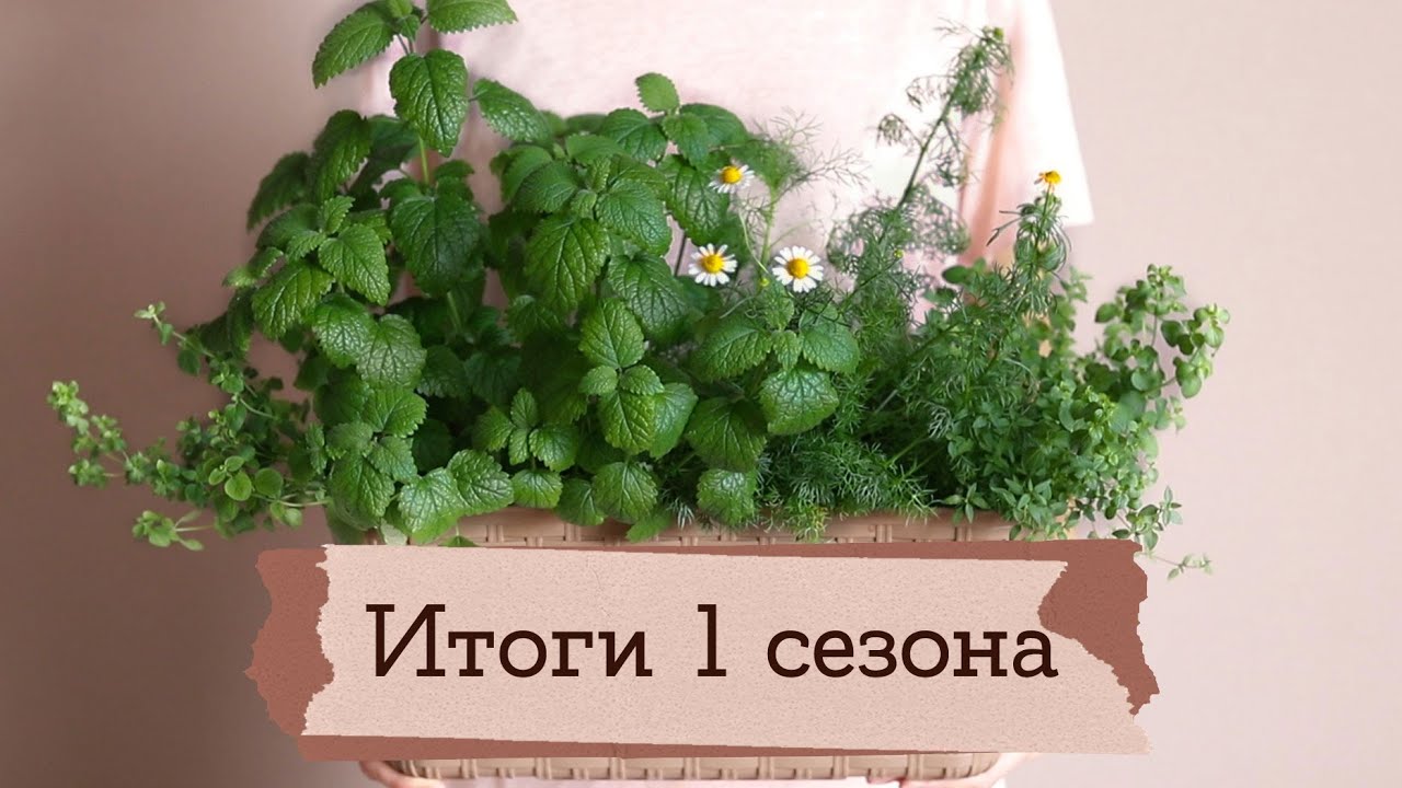 красивые растения для балкона
