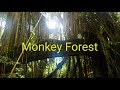 Бали | Лес обезьян | Ubud Monkey Forest | Sangeh Monkey Forest