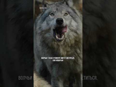 ВОЛКИ #факты #интересно #волки #животные #природа #земля #новое #мир #волчата #ауф #красиво #супер