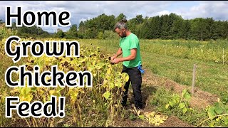 Chicken Feed - Home Grown Sunflower and Millet!