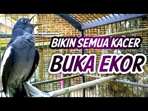 SUARA ngobra KACER BETINA SEBAGAI PANCINGAN AMPUH KACER JANTAN ON DAN BUKA EKOR
