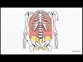 Lumbar Hernia