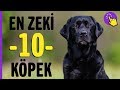 En zeki 10 köpek ırkı | Hayvanlar Alemi | Aklında olsun