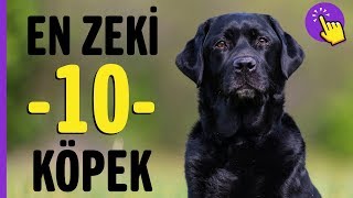 En zeki 10 köpek ırkı | Hayvanlar Alemi | Aklında olsun