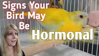 Understanding Bird Hormones: Signs and Solutions by Love of Pets 1,026 views 1 month ago 10 minutes, 7 seconds