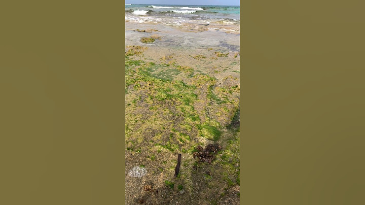 Rocce e Alghe nel Mare Blu – I Colori del Silenzio 4k