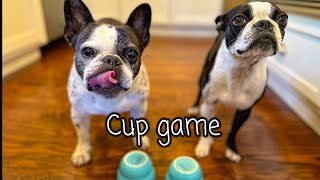 Cup guessing game  Boston Terrier vs French Bulldog