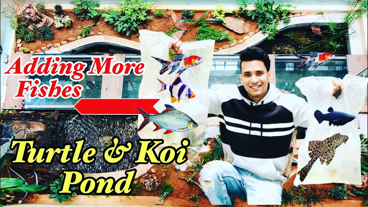 Koi Fish Pond in Bangalore 2021 Turtle Pond Adding New Fishes to the pond Koi Underwater