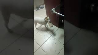 Yakalayamazsın Ki Beniii Resimi