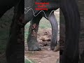 The elephant&#39;s penis is functioning #elephant#srilanka #elephantattack