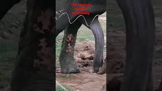 The elephant's penis is functioning #elephant#srilanka #elephantattack
