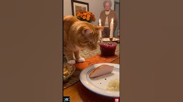 My Turkey Cat: #shorts #short #cat #cats #kitten #memes #meme #aivideo #shortvideos #thanksgiving