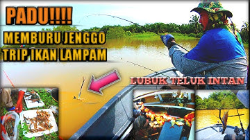 MEMBURU JENGGO | MEMUKAT RIBUAN LAMPAM | TRIP 2020 | TELUK INTAN 2020
