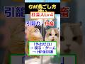㊗️10万再生！！【猫ミーム】GW過ごし方違い年代別　#2ch #ゆっくり実況 #猫ミーム　#gw