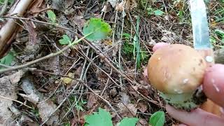 Очередной поход за грибами/// Самые грибные места Ленинградской области 😃😃😃