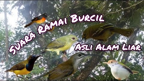 Suara Pikat Burcil Suara Ramai Asli Alam Liar