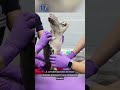 Aquarium chief updates public on animals after fire