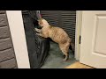 Devon rex cat and the laundry basket の動画、YouTube動画。
