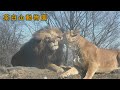 【茶臼山動物園】寒くてもラブラブのライオンカップル (250215)