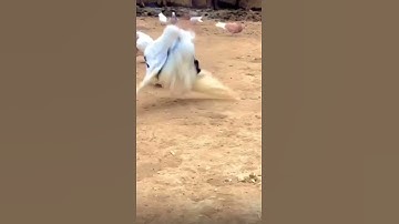 (قُل لَّوْ كَانَ مَعَهُ آلِهَةٌ كَمَا يَقُولُونَ..) سورة الإسراء