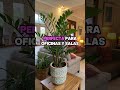 Plantas de interior que casi se cuidan solas.