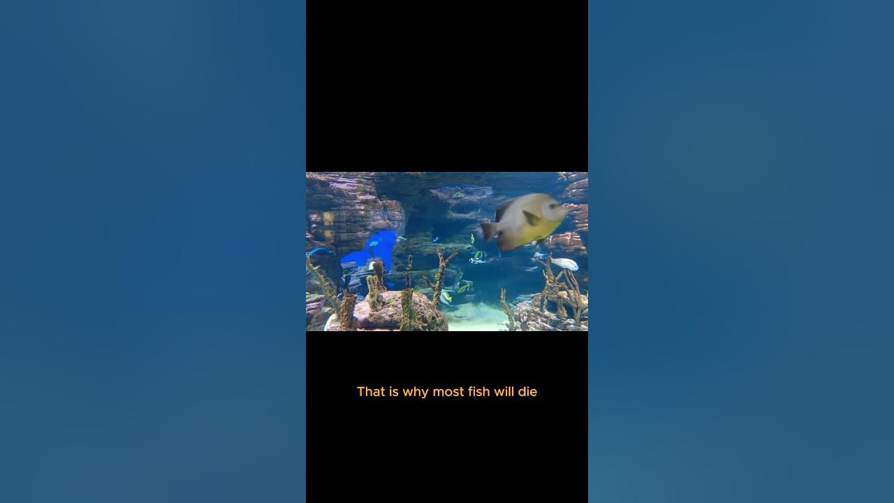 Why do Fish die if they're out of water?? YouTube