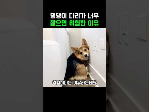 댕댕이 다리가 너무 짧으면 위험한 이유 thumbnail