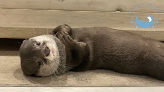 カワウソってどれくらいの大きさか知っていますか？　How Big Are Our Otters?