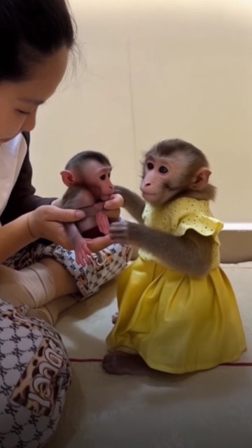 Adorable Monkey Mom Meets Her Baby for the First Time! 🐵💛 #shortsvideo ...