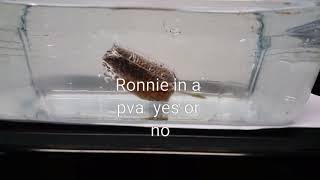 Ronnie rig in a pva bag yes or no 