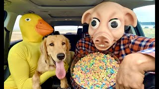 Pig Surprises Puppy & Rubber Ducky With A Chase!