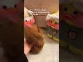 KAKAKA ! #funny #video #professor #humor #escola #crochet #dublador #music #amigurumi #dubladora