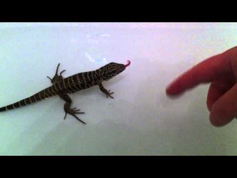 Tupinambis teguixin bagno (tegu colombiano)