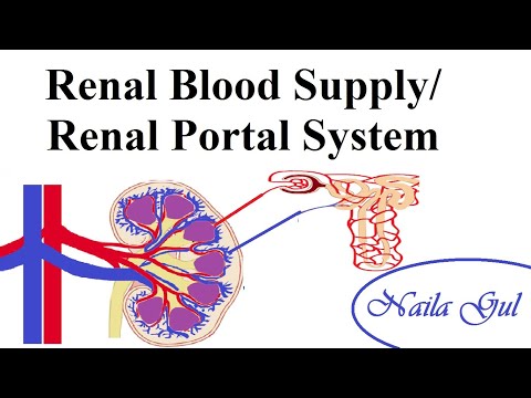 Renal Blood Supply/ Renal Portal System