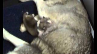 Chiots husky sibériens lof de Balinka et Earl : Vidéo du 3 juin