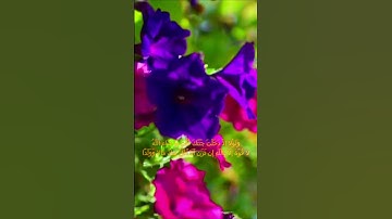 سورة الكهف اية 39 - بصوت جميل - وَلَوْلا إِذْ دَخَلْتَ جَنَّتَكَ