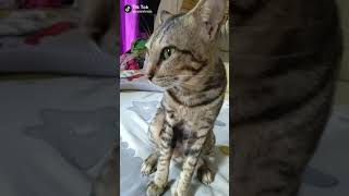 Tik Tok Lucu Banun Tidur