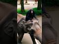 chimpanji hathi ke sharir per baitha hai 😂. #short#cartoon wala #video