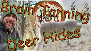 Brain Tanning Deer Hides