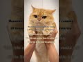 koi tumsa nahi 📚 by saheli writes #wattpadwriter #wattpad #trending#edits#fypシ゚viral #booktuber#