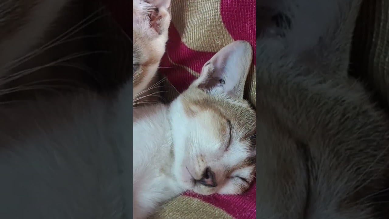 potol #subscribe #like#share#comment#short#black cat#viral#potolda