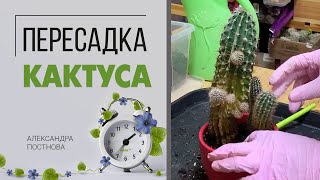 Пересадка кактуса - легко и непринужденно. Не стоит бояться, это не больно)