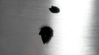 Ferrofluid Clock   -   seconds
